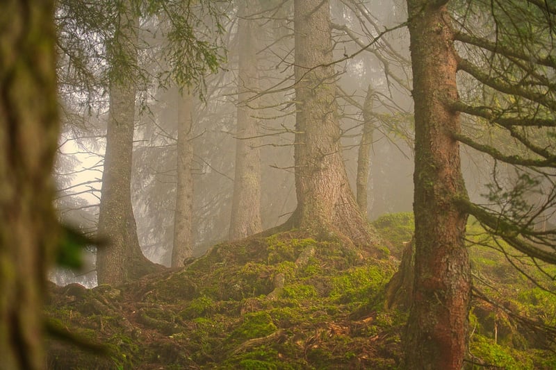 Virtual Tour of Forest